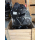 ORIGINAL Ford Ranger 2,2 TDCI Euro5 Heckantrieb/4x4 Motor Neu ohne Pfand