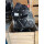 Original Ford Transit 2,2TDCI Euro5 4x4 Motor 1850921 Neu SPEZIAL ohne Pfand